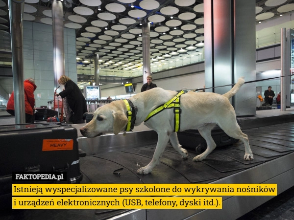 
    Istnieją wyspecjalizowane psy szkolone do wykrywania nośników
i urządzeń