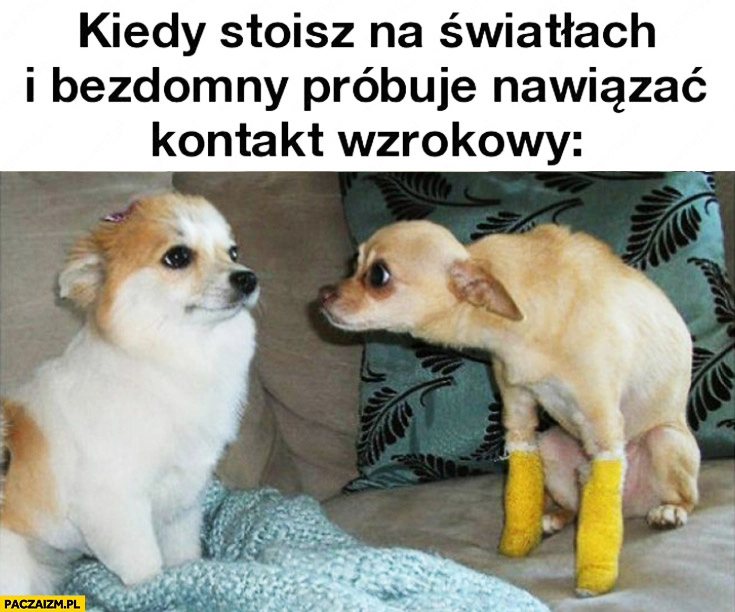 Kiedy stoisz na światłach i bezdomny próbuje nawiązać kontakt wzrokowy pies psy