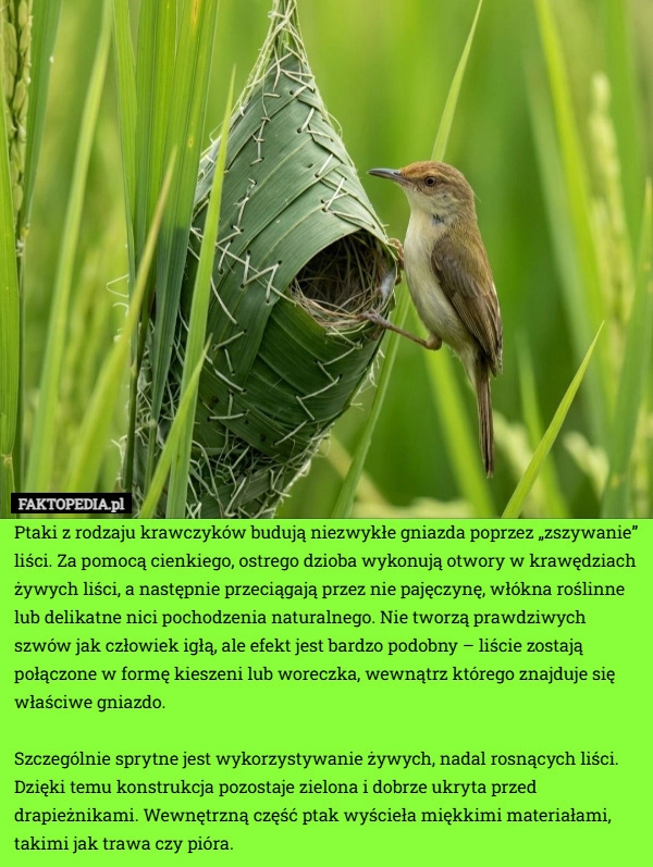 
    Ptaki z rodzaju krawczyków budują niezwykłe gniazda poprzez „zszywanie”