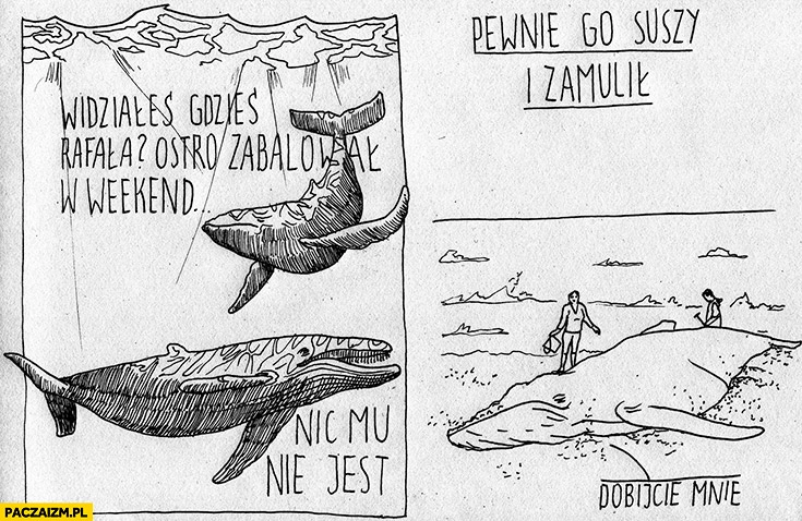 
    Walenie widziałeś Rafała, ostro zabalował w weekend? Nic mu nie jest, pewnie go suszy i zamulił, dobijcie mnie walenie