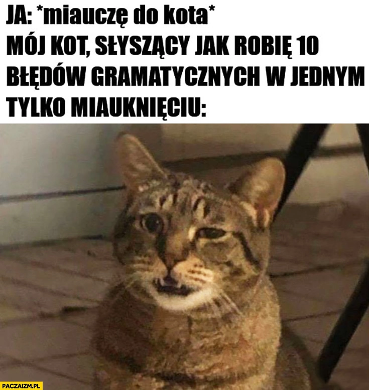 
    Miauczę do kota, mój kot słyszący jak robię 10 błędów gramatycznych w jednym miauknięciu zdziwiony