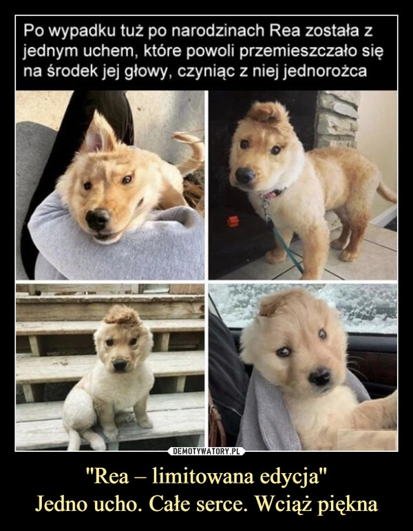
    ''Rea – limitowana edycja''
Jedno ucho. Całe serce. Wciąż piękna