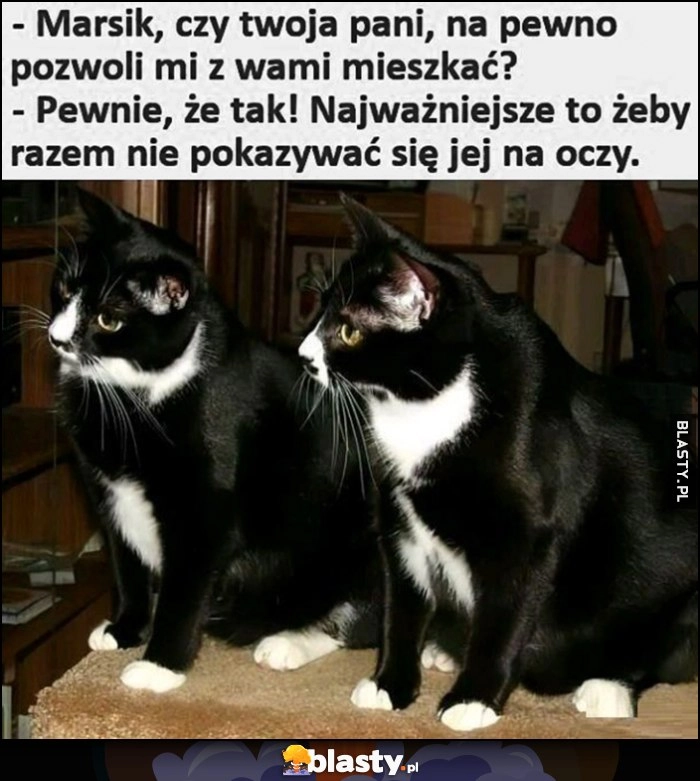 
    Dwa identyczne koty, twoja pani na pewno pozwoli mi z wami mieszkać, tak najwazniejsze żeby razem nie pokazywać się jej na oczy