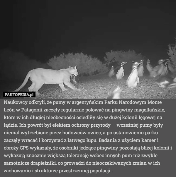
    Naukowcy odkryli, że pumy w argentyńskim Parku Narodowym Monte León w Patagonii