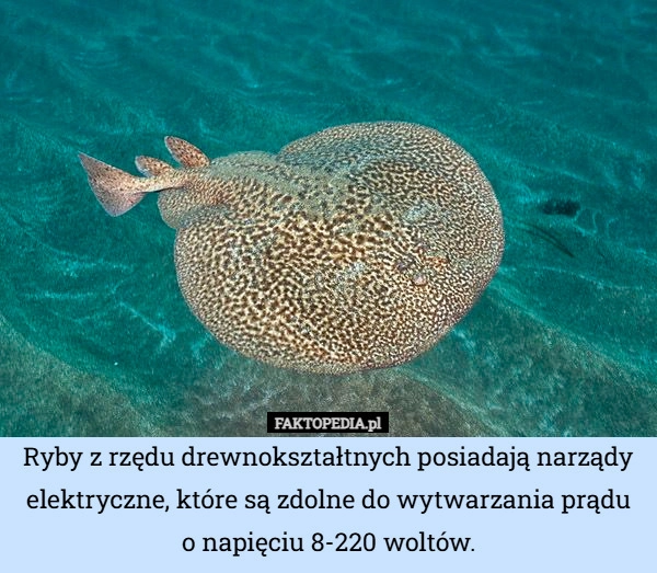 
    Ryby z rzędu drewnokształtnych posiadają narządy elektryczne, które są zdolne