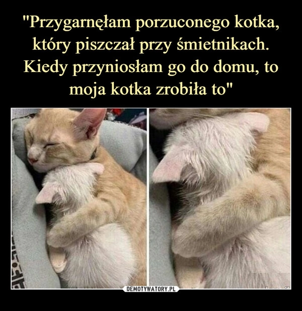 
    ''Przygarnęłam porzuconego kotka, który piszczał przy śmietnikach. Kiedy przyniosłam go do domu, to moja kotka zrobiła to"