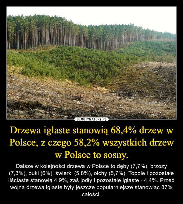 
    Drzewa iglaste stanowią 68,4% drzew w Polsce, z czego 58,2% wszystkich drzew w Polsce to sosny.