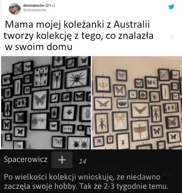 
    Kolekcja