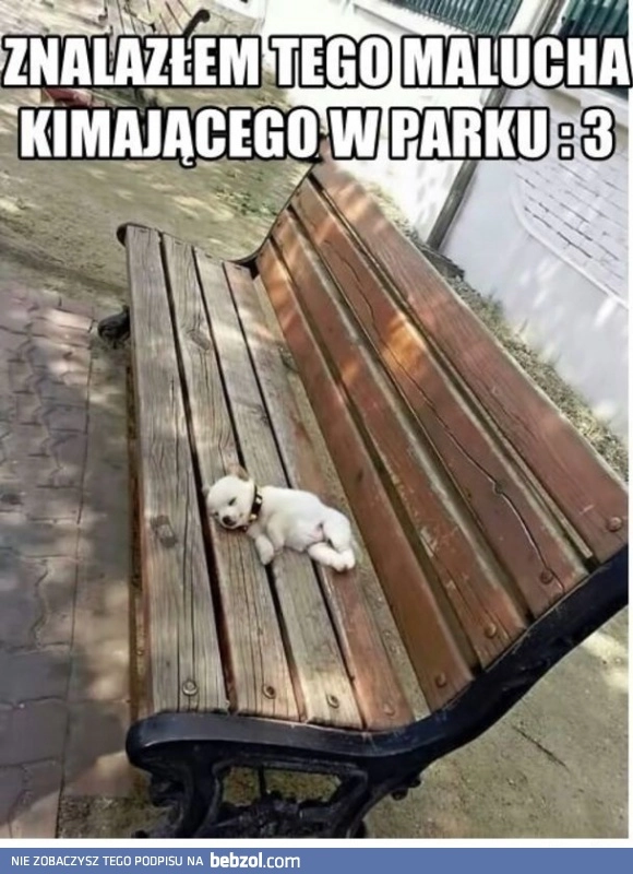 
    Zobaczcie co znalazłem w parku