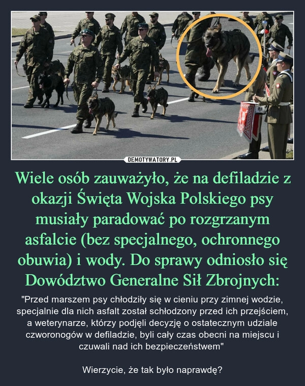 
    Wiele osób zauważyło, że na defiladzie z okazji Święta Wojska Polskiego psy musiały paradować po rozgrzanym asfalcie (bez specjalnego, ochronnego obuwia) i wody. Do sprawy odniosło się Dowództwo Generalne Sił Zbrojnych: