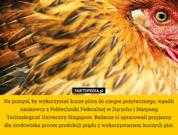 
    Na pomysł, by wykorzystać kurze pióra do czegoś pożytecznego, wpadli naukowcy