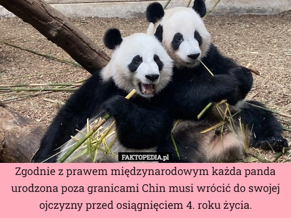 
    Zgodnie z prawem międzynarodowym każda panda urodzona poza granicami Chin