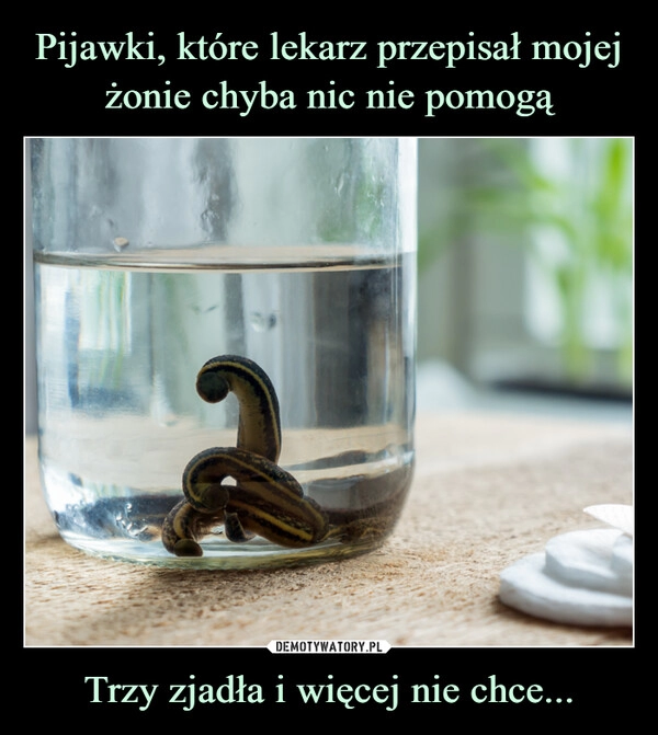 
    Pijawki, które lekarz przepisał mojej żonie chyba nic nie pomogą Trzy zjadła i więcej nie chce...