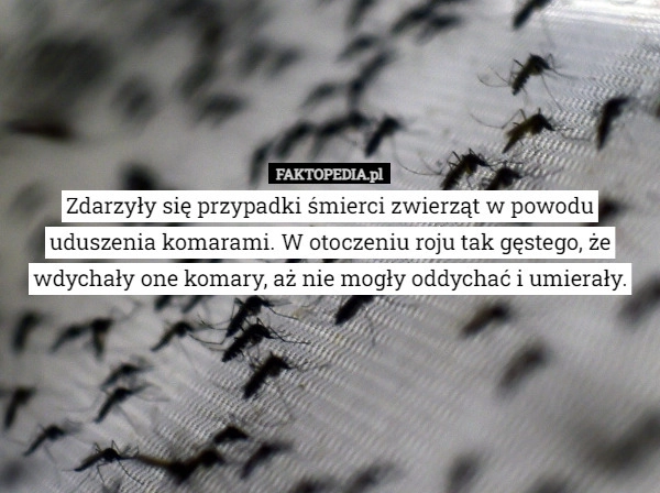 
    Zdarzyły się przypadki śmierci zwierząt w powodu uduszenia komarami. W otoczeniu