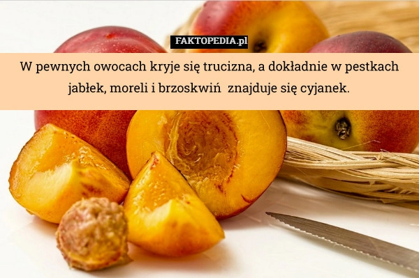 
    W pewnych owocach kryje się trucizna, a dokładnie w pestkach jabłek, moreli