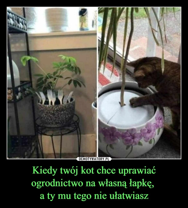 
    Kiedy twój kot chce uprawiać ogrodnictwo na własną łapkę, 
a ty mu tego nie ułatwiasz
