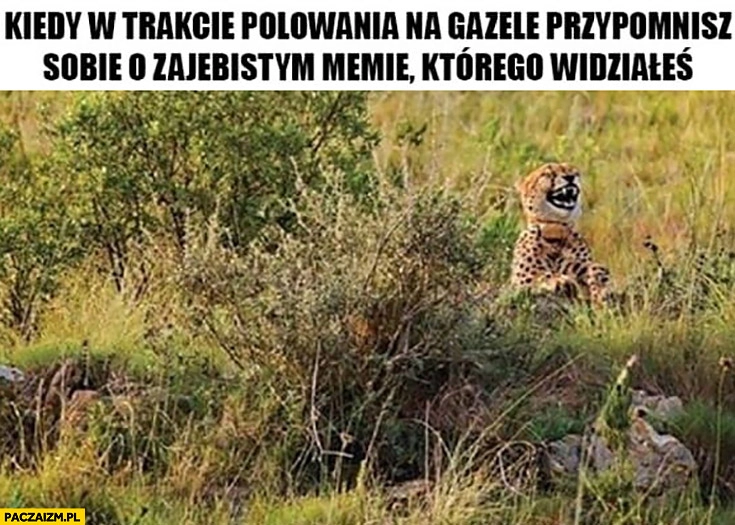 
    Gepart lampart śmieje się kiedy w trakcie polowania na gazele przypomnisz sobie o memie którego widziałeś