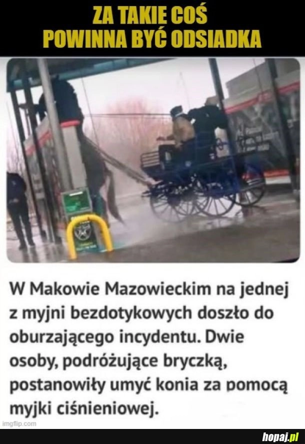 
    Biedny koń