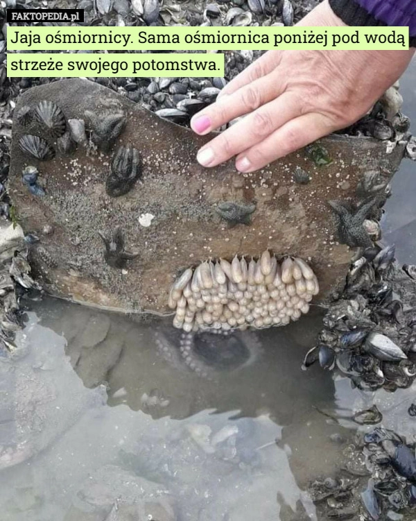 
    Jaja ośmiornicy. Sama ośmiornica poniżej pod wodą strzeże swojego potomstwa.