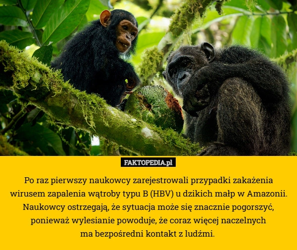 
    Po raz pierwszy naukowcy zarejestrowali przypadki zakażenia wirusem zapalenia