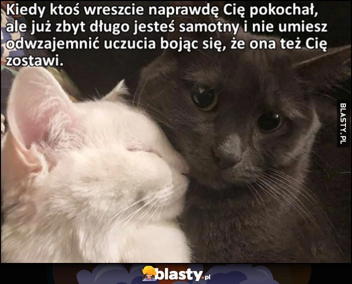 
    Kot koty kiedy ktoś wreszcie naprawdę Cię pokocha, ale zbyt długo byłeś samotny i nie umiesz odwzajemnić uczucia, boją się, że ona też Cię zostawi