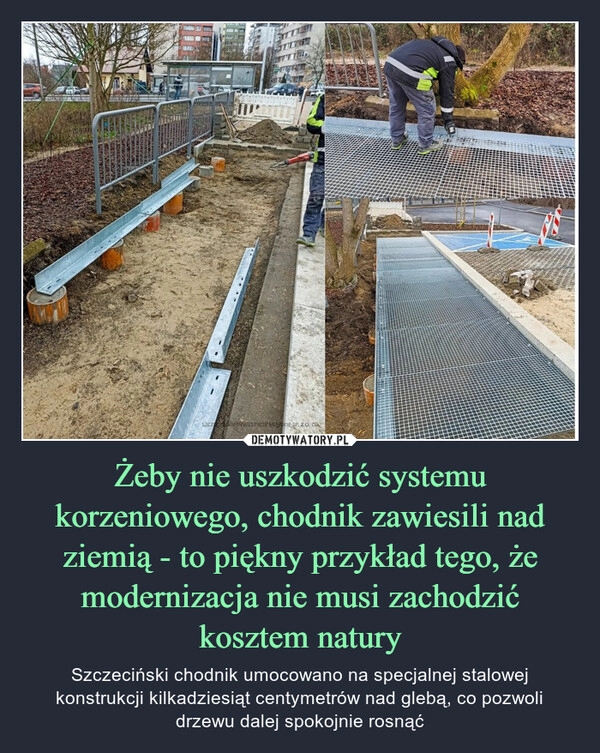 
    Żeby nie uszkodzić systemu korzeniowego, chodnik zawiesili nad ziemią - to piękny przykład tego, że modernizacja nie musi zachodzić kosztem natury