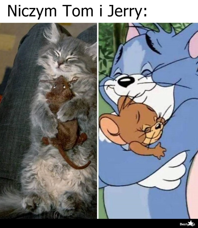 
    Niczym Tom i Jerry 