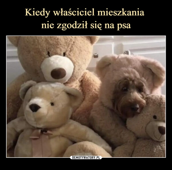 
    Kiedy właściciel mieszkania 
nie zgodził się na psa