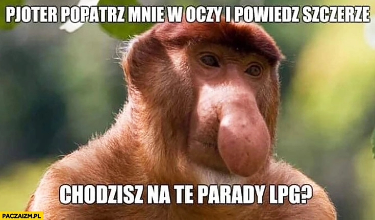 
    Pioter popatrz mnie w oczy i powiedz szczerze chodzisz na te parady LPG