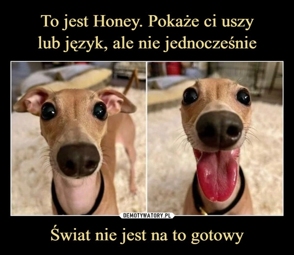 
    To jest Honey. Pokaże ci uszy
lub język, ale nie jednocześnie Świat nie jest na to gotowy