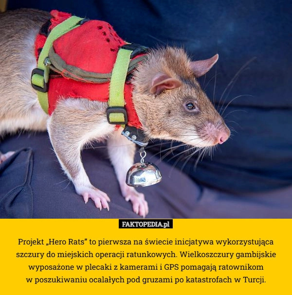 
    Projekt „Hero Rats” to pierwsza na świecie inicjatywa wykorzystująca szczury