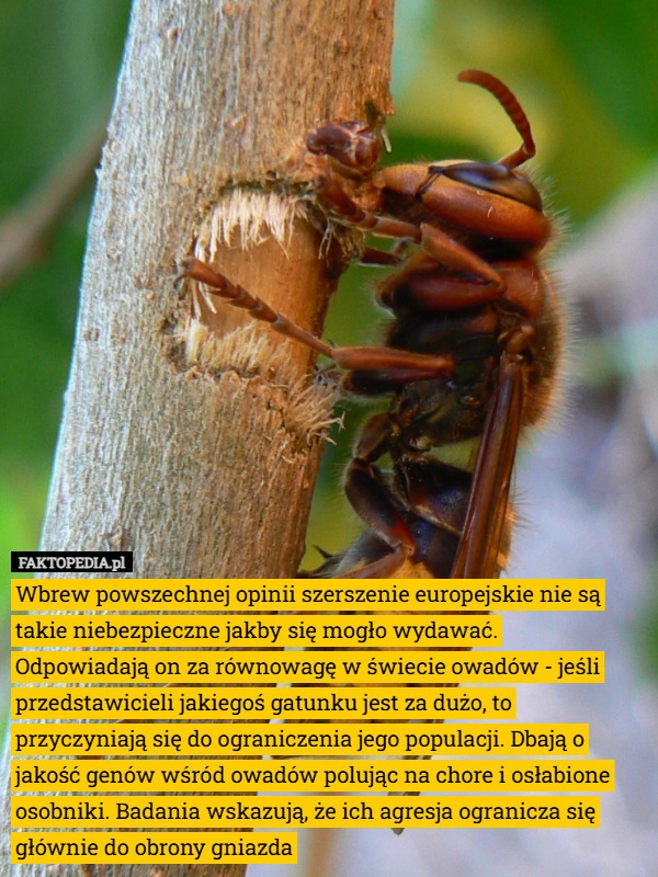 
    Wbrew powszechnej opinii szerszenie europejskie nie są takie niebezpieczne