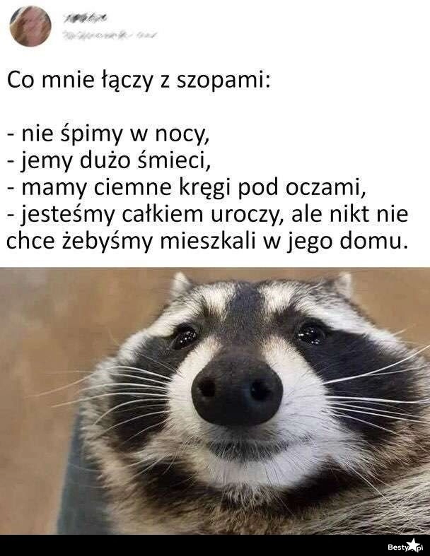 
    Być jak szop 