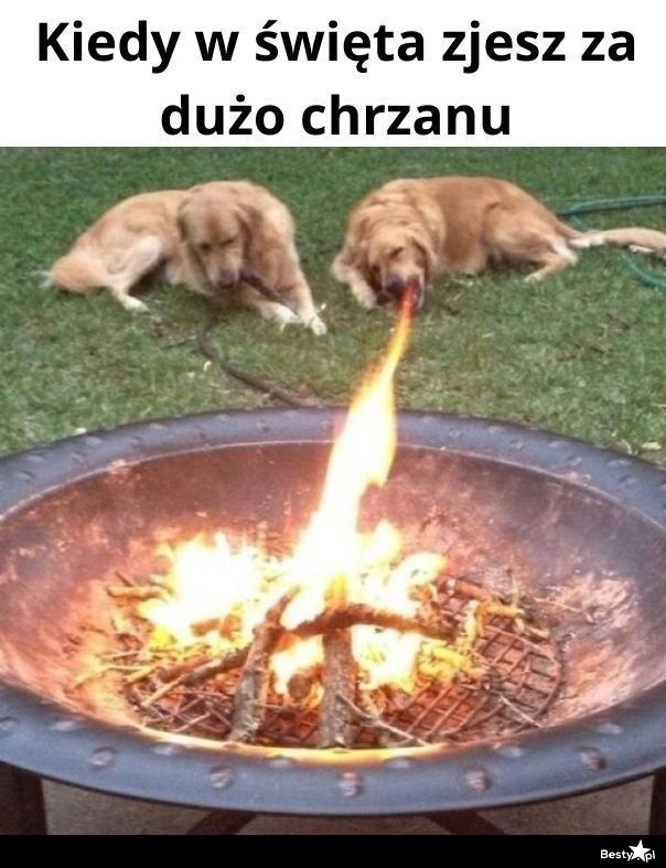 
    Chrzan 