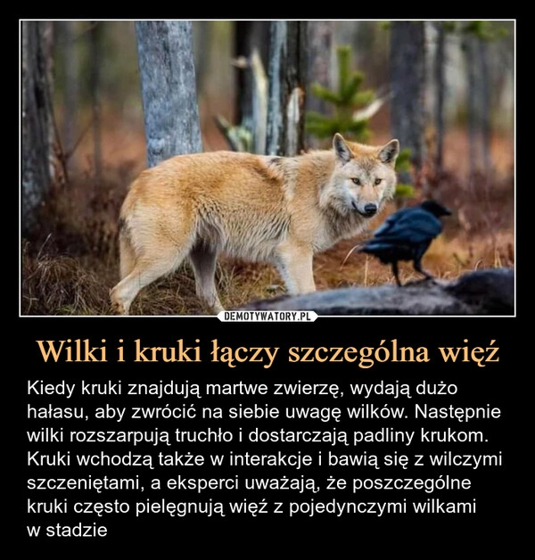 
    Wilki i kruki łączy szczególna więź