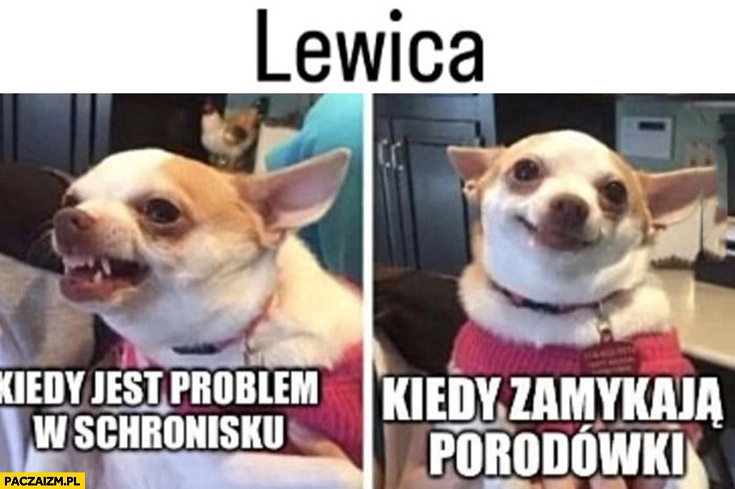 
    Lewica kiedy jest problem w schronisku vs kiedy zamykają porodówki pies piesek reakcja