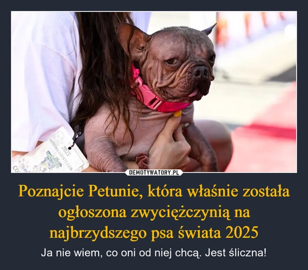 
    Poznajcie Petunie, która właśnie została ogłoszona zwyciężczynią na najbrzydszego psa świata 2025