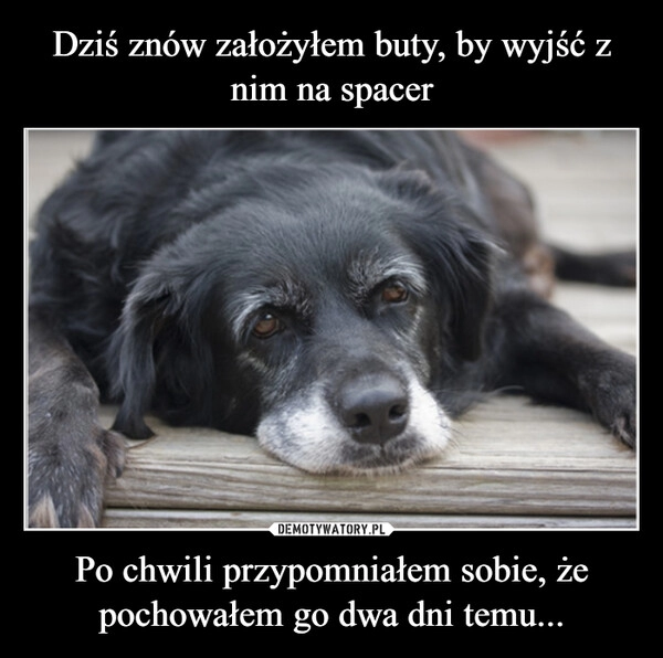 
    Dziś znów założyłem buty, by wyjść z nim na spacer Po chwili przypomniałem sobie, że pochowałem go dwa dni temu...