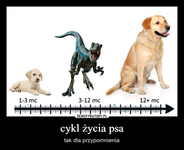 
    cykl życia psa