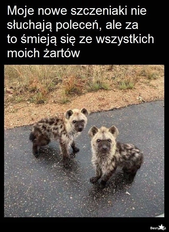 
    Ciągle chichoczą 