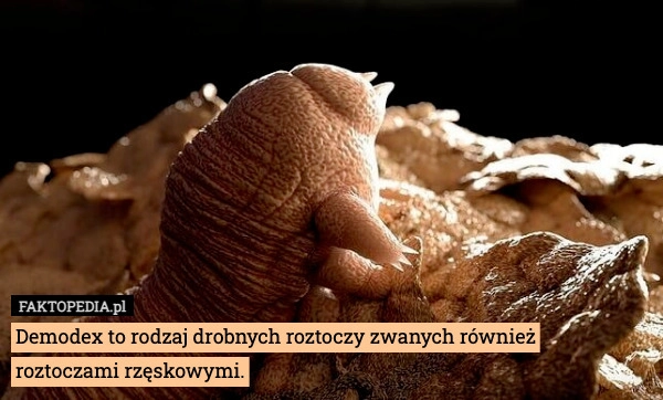 
    Demodex to rodzaj drobnych roztoczy zwanych również
roztoczami rzęskowymi.