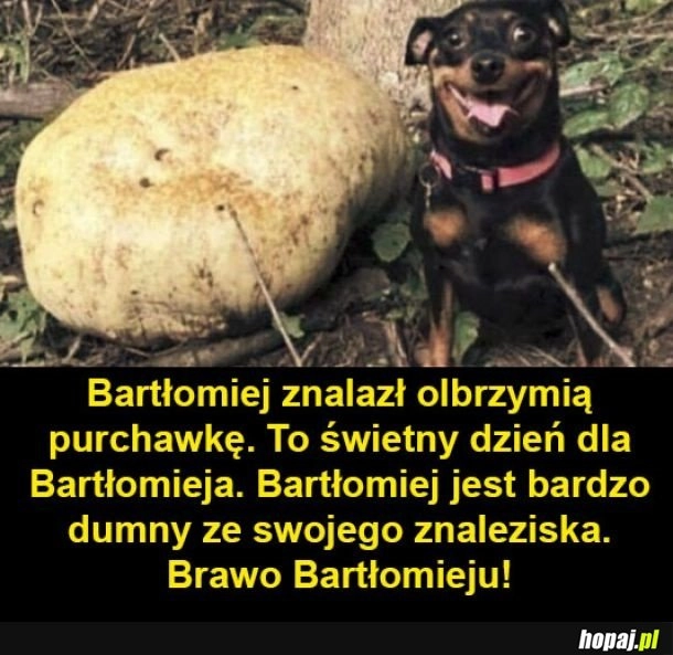 
    Bartłomiej