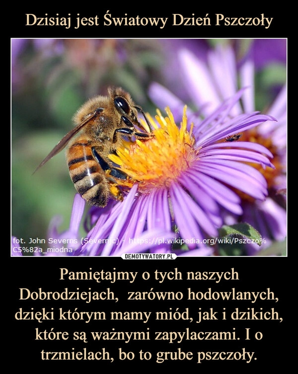 
    Dzisiaj jest Światowy Dzień Pszczoły Pamiętajmy o tych naszych Dobrodziejach,  zarówno hodowlanych, dzięki którym mamy miód, jak i dzikich, które są ważnymi zapylaczami. I o trzmielach, bo to grube pszczoły.