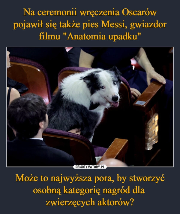 
    Na ceremonii wręczenia Oscarów pojawił się także pies Messi, gwiazdor filmu "Anatomia upadku" Może to najwyższa pora, by stworzyć osobną kategorię nagród dla 
zwierzęcych aktorów?