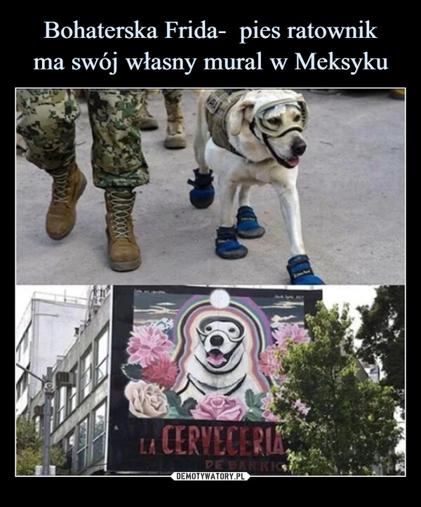 
    Bohaterska Frida-  pies ratownik
ma swój własny mural w Meksyku