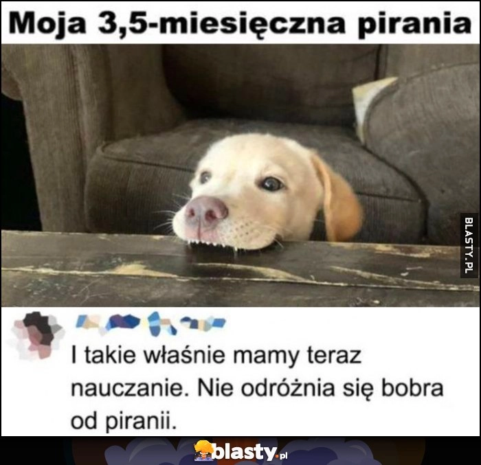 
    Moja 3,5-miesięczna pirania pies piesek. I takie właśnie mamy teraz nauczanie, nie odróżnia się bobra od piranii