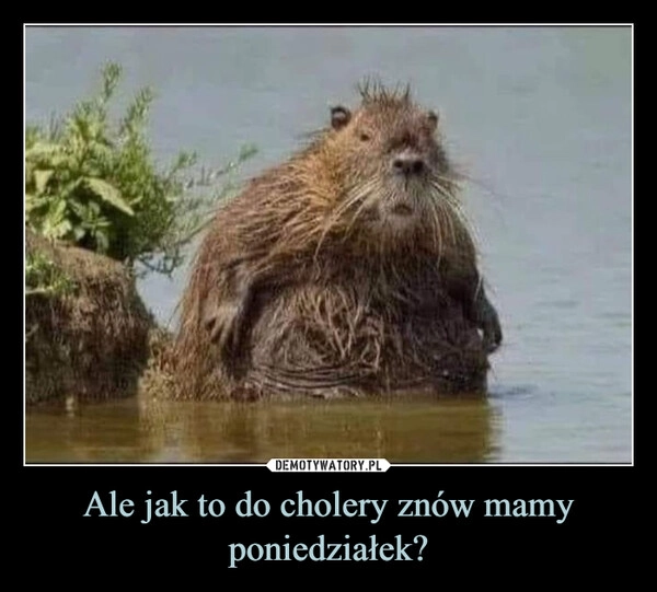 
    Ale jak to do cholery znów mamy poniedziałek?