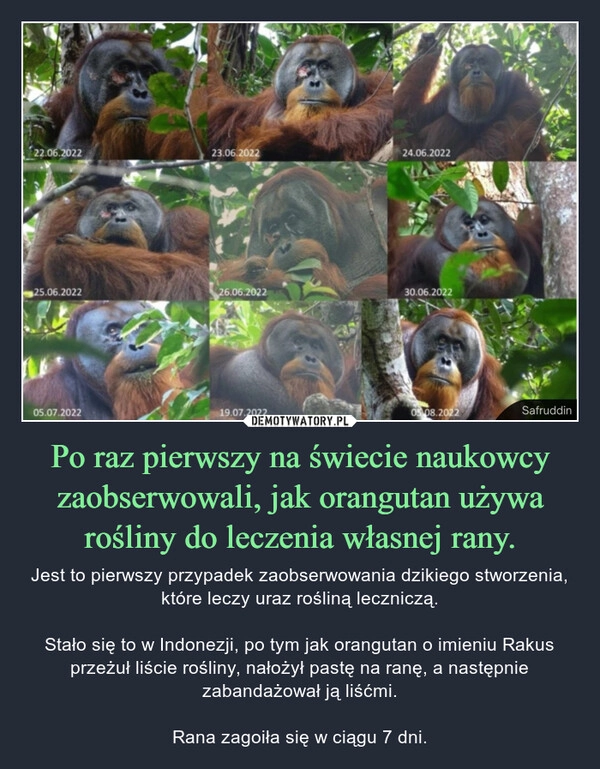 
    Po raz pierwszy na świecie naukowcy zaobserwowali, jak orangutan używa rośliny do leczenia własnej rany.