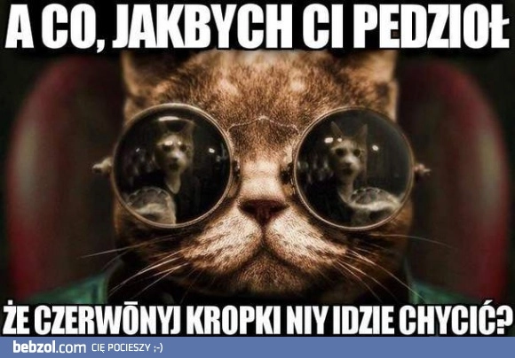 
    Kot z Matrixa