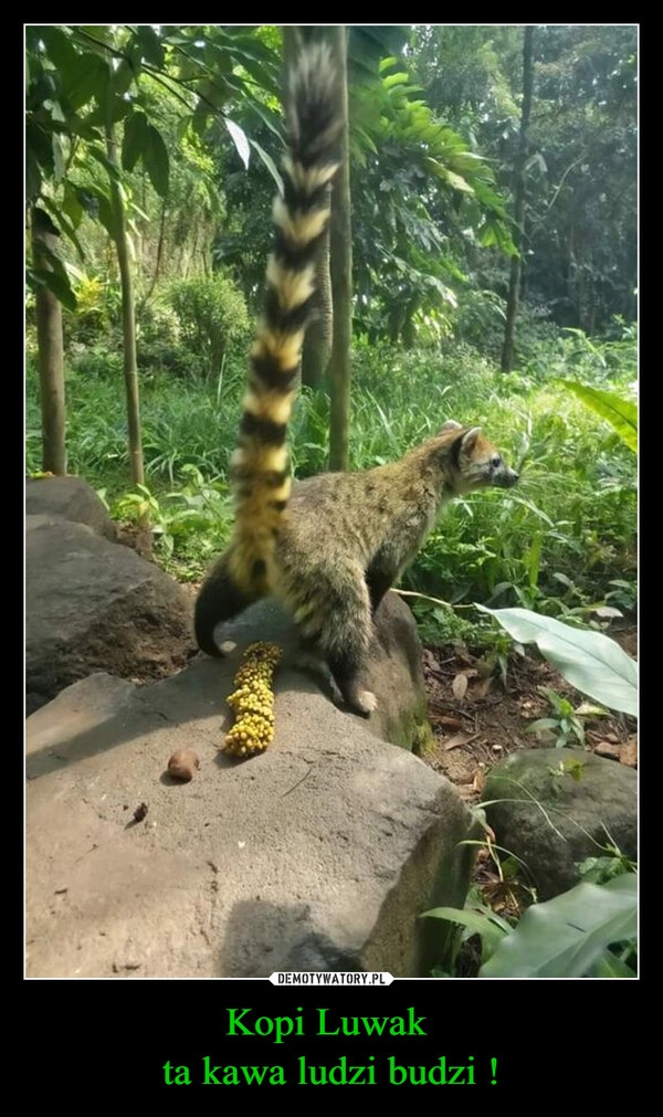 
    Kopi Luwak 
ta kawa ludzi budzi !